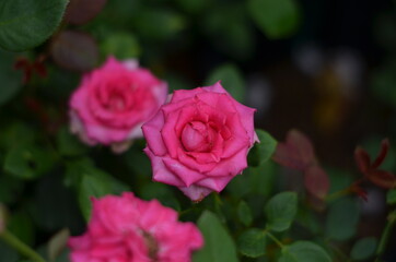 A very beautiful bright pink Bengal rose.