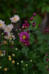 Purple Chrysantium flowers that bloom and have not yet bloomed.