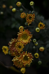 Yellow Chrysantemum flowers that bloom and have not yet bloomed.