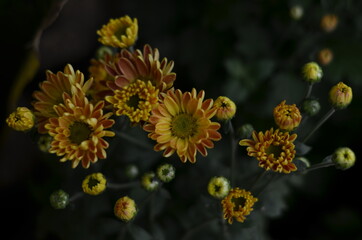 Yellow Chrysantemum flowers that bloom and have not yet bloomed.