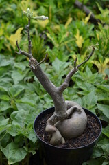 The root stem of the Adenium plant that grows in a black pot.