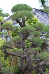 Pruned pine forest that is ready for sale.