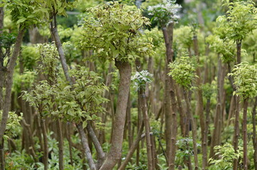 The trees have stems and bright green leaves.