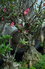 Adenium flowers that are in bloom are red and their leaves.