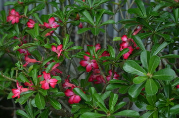 Adenium flowers that are in bloom are red and their leaves.