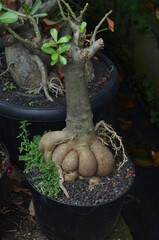 The root stem of the Adenium plant that grows in a black pot.