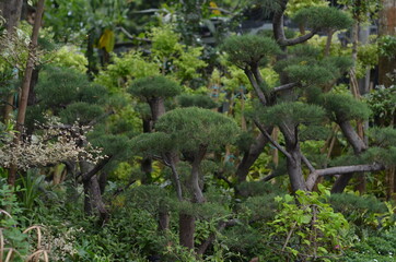 Pruned pine forest that is ready for sale.