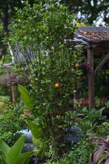 Citrus plants have orange and green fruits.