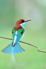 beautiful bird making tail spreading while happily perching on thin branch, blue-throated bee-eater (merops viridis) in reeding season
