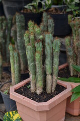 This type of cactus plant is oval and has fine hairs.