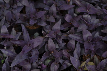 A bunch of purple flowers.