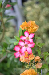 Whitish pink Adenium flowers are in bloom.
