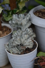 A candelabra spurge that grows in a white pot.