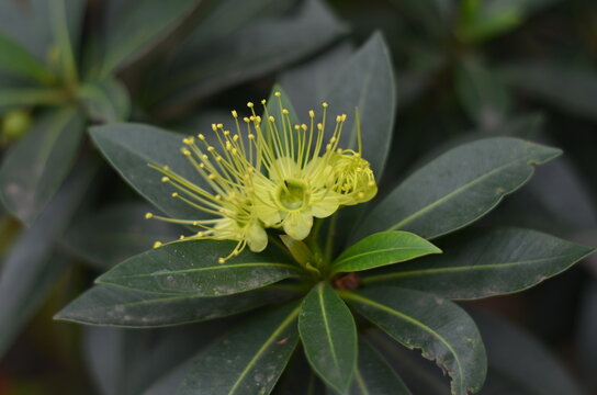 The golden penda plant is 
blooming bright green and its leaves.