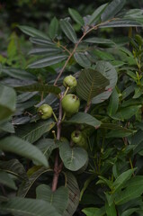 Some guava fruit and leaves in the garden..