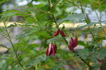 Wild plant with red flowers and leaves.