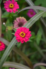 The beautiful isolated red zinnia flower.