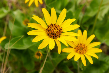 Balsamroot Flowers  in the Eastern Columbia Gorge, Oregon Taken in Spring