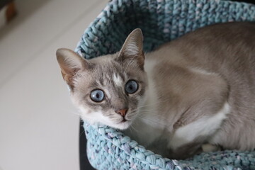 Female cat with blue eyes in basket