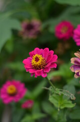 The beautiful isolated red zinnia flower.