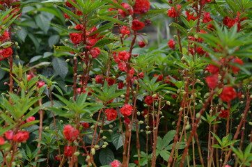 Balsam Plants with red flowers and small fruit in Rawamangun florist.