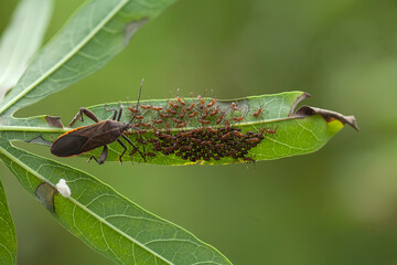 Animal Insect on Nature Life