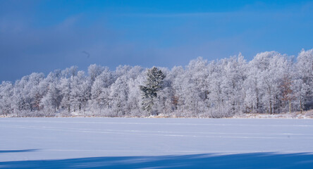 trees in the snow