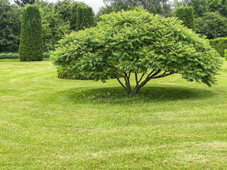 picturesque landscape of summer garden with hornbeam tree on green lawn