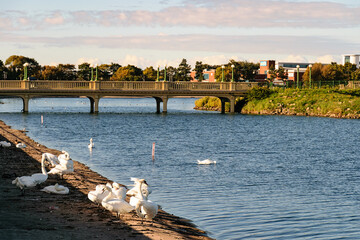 Bridge across river with white swans. Southport, Britain.