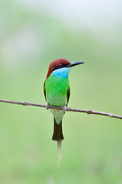 lovely green belly to blue chin with black mask red eyes and brown head bird lonly perching on dried branch
