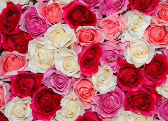 Beautiful Wall of Roses
