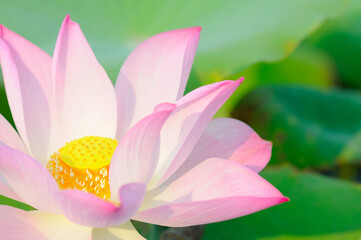Fototapeta premium Big Pink Lotus Under the Morning Sun