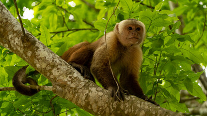 Mico simio