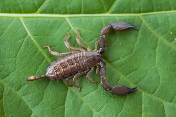 Animal Insect on Nature Life