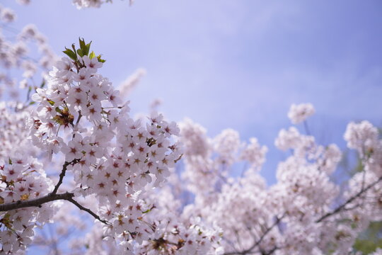桜の花と空　コピースペース有