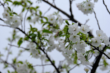 雨の水滴がつく大島桜