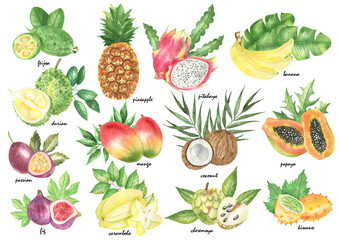 Tropical fruits set compositions