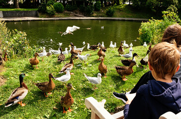 Little boy and a lot of ducks.