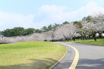 満開の桜並木が咲く吉野公園の景色