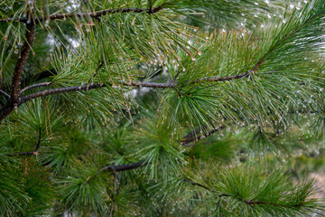 Pine tree close up with raindrops