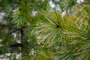 Pine tree close up with raindrops