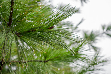 Pine tree close up with raindrops