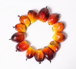A ring of palm fruit on white background with copy space