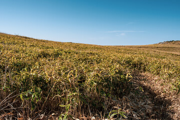 【自然風景】青空の下の四国カルスト　草原
