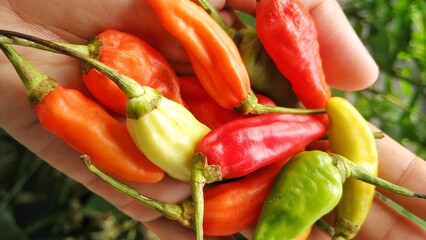 Small red, green and yellow chilies taste spicy, for a mixture of cooking. Capisicum frutescens, tropical plant
