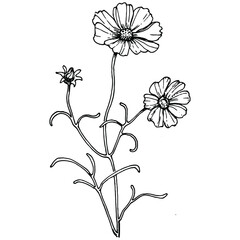 Cosmos flower by hand drawing. Cosmos floral logo or tattoo highly detailed in line art style. Black and white clip art isolated. Antique vintage engraving illustration for emblem. Herbal medicine.