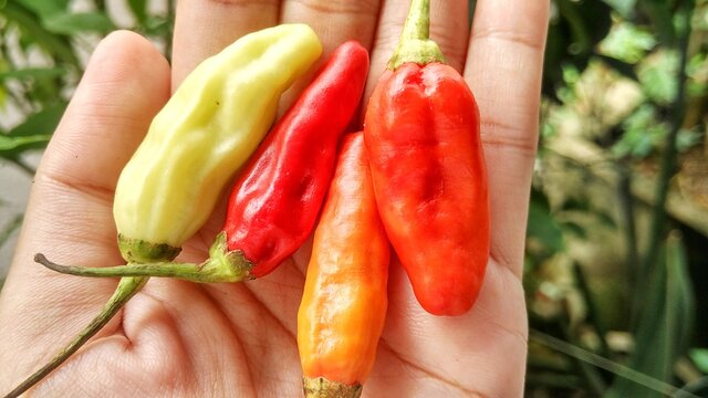 Small red, green and yellow chilies taste spicy, for a mixture of cooking. Capisicum frutescens, tropical plant