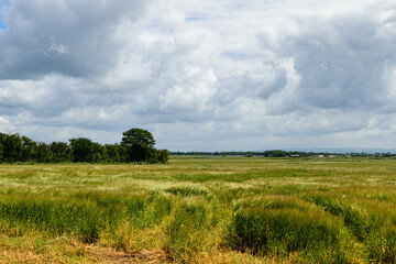 Big field with wavering grass and cloudy skies.