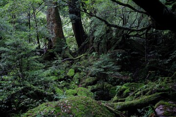 苔むす森