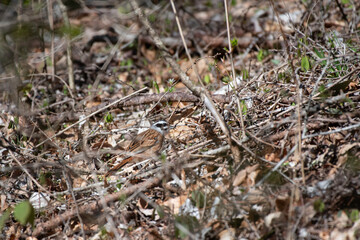Meadow bunting on the ground